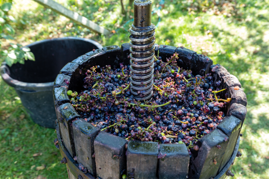 Uncorking Potential: The Art of Winemaking and Personal Transformation